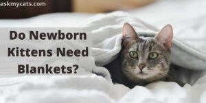 Do Newborn Kittens Need Blankets?