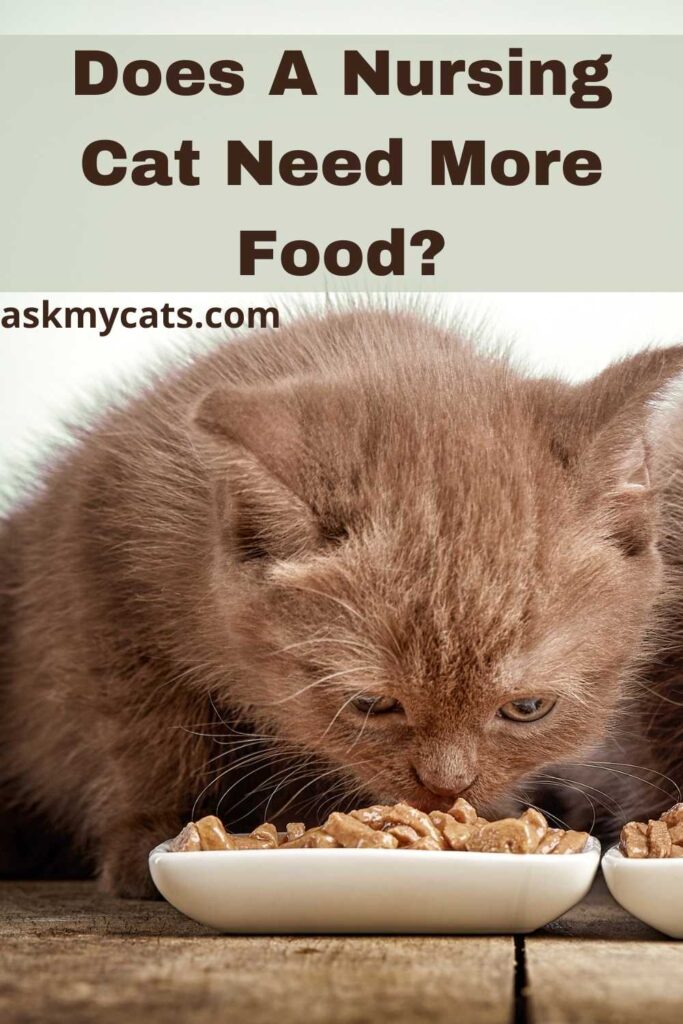 Does A Nursing Cat Need More Food?