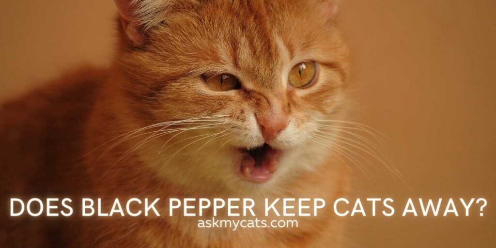 Does Black Pepper Keep Cats Away