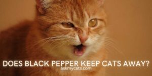 Does Black Pepper Keep Cats Away?