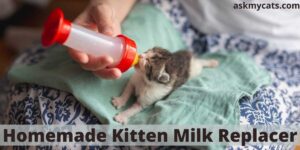 How To Prepare Homemade Kitten Milk Replacer: 4 Recipes