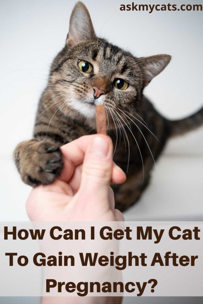 How Can I Get My Cat To Gain Weight After Pregnancy?