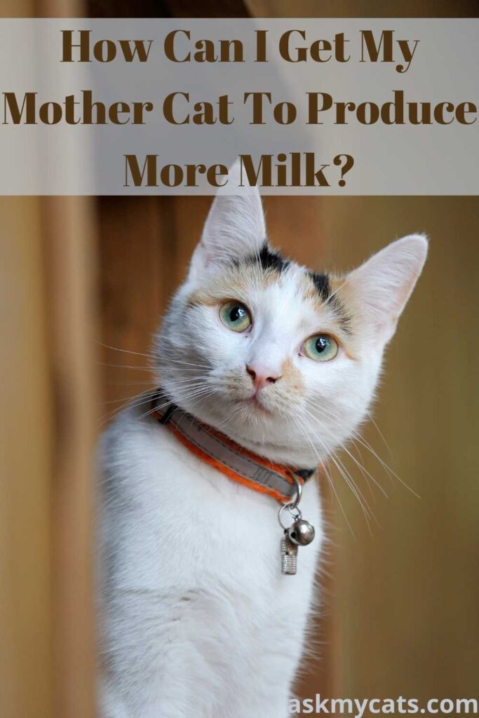 How Can I Get My Mother Cat To Produce More Milk?