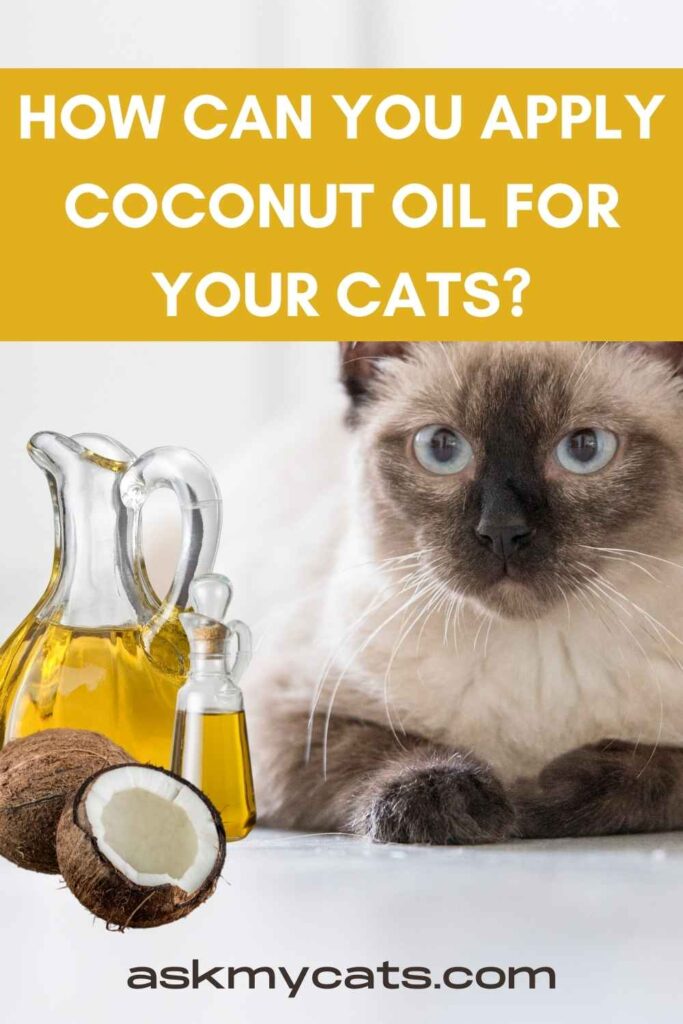 How Can You Apply Coconut Oil For Your Cats