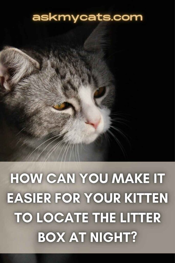 How Can You Make It Easier For Your Kitten To Locate The Litter Box At Night