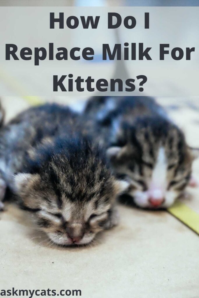 How Do I Replace Milk For Kittens?