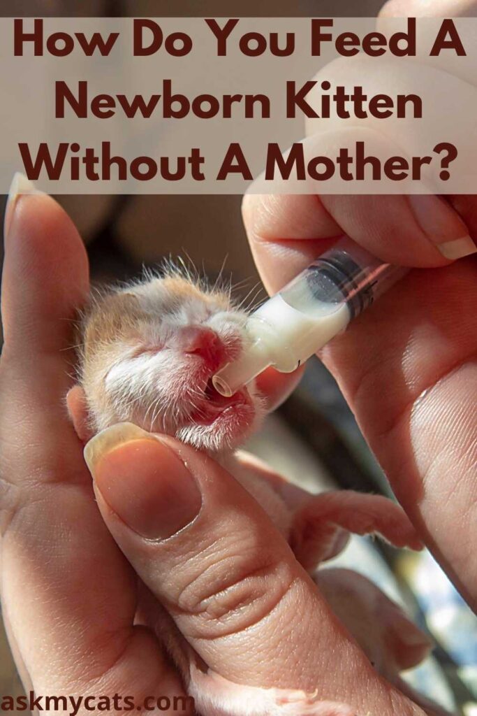 How Do You Feed A Newborn Kitten Without A Mother?