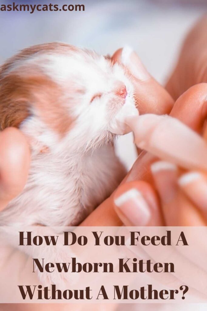 How Do You Feed A Newborn Kitten Without A Mother?