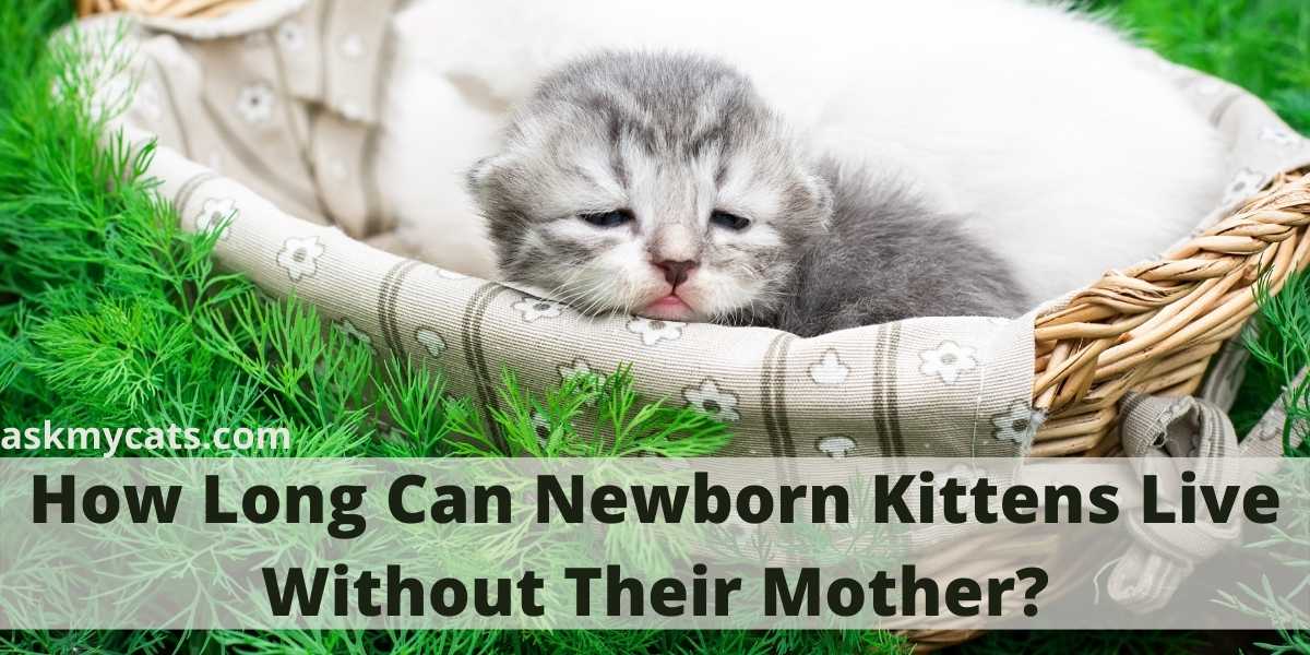 How Long Can Newborn Kittens Live Without Their Mother?