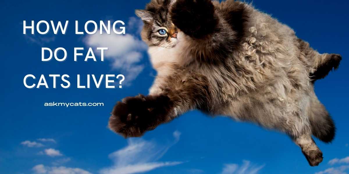 How Long Do Fat Cats Live? Do Fat Cats Live Shorter Lives?