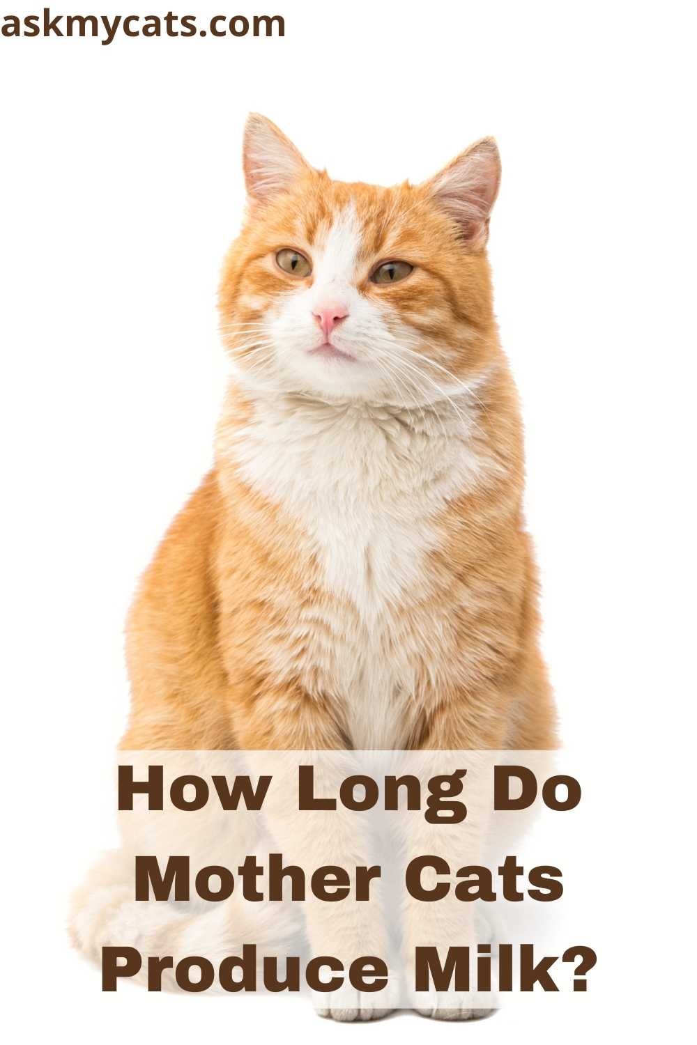 How Long Do Mother Cats Produce Milk