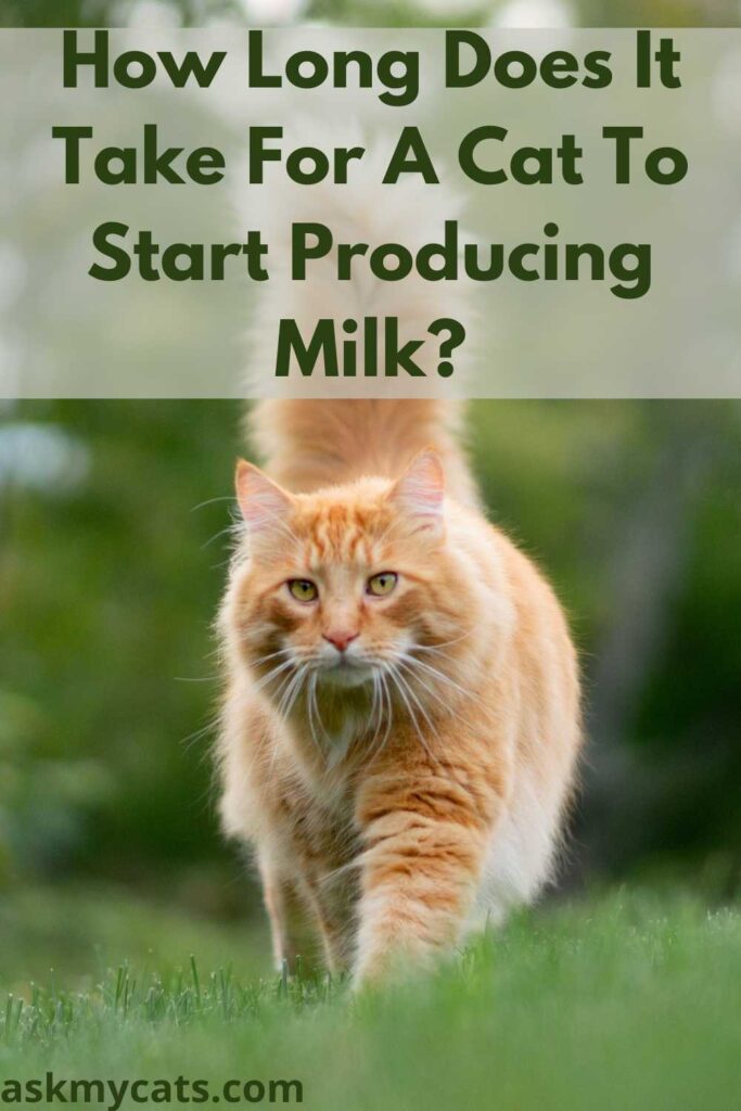 How Long Does It Take For A Cat To Start Producing Milk?