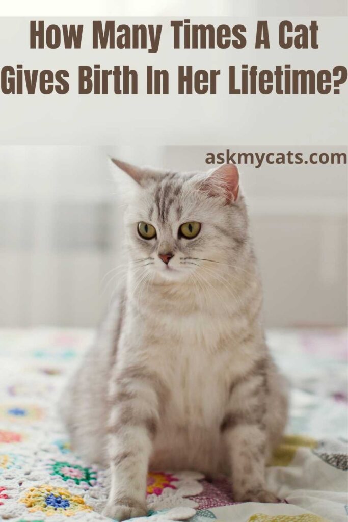 How Many Times A Cat Gives Birth In Her Lifetime?