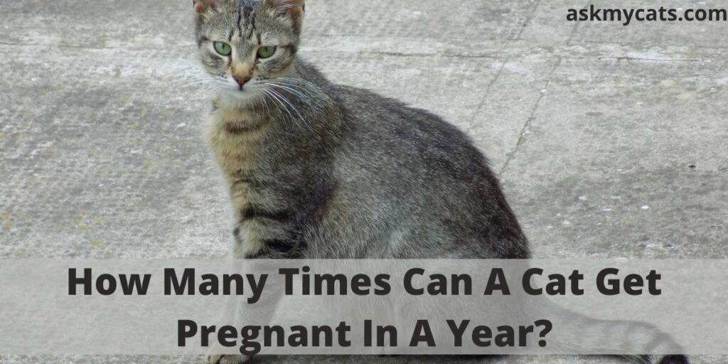 How Many Times Can A Cat Get Pregnant In A Year?