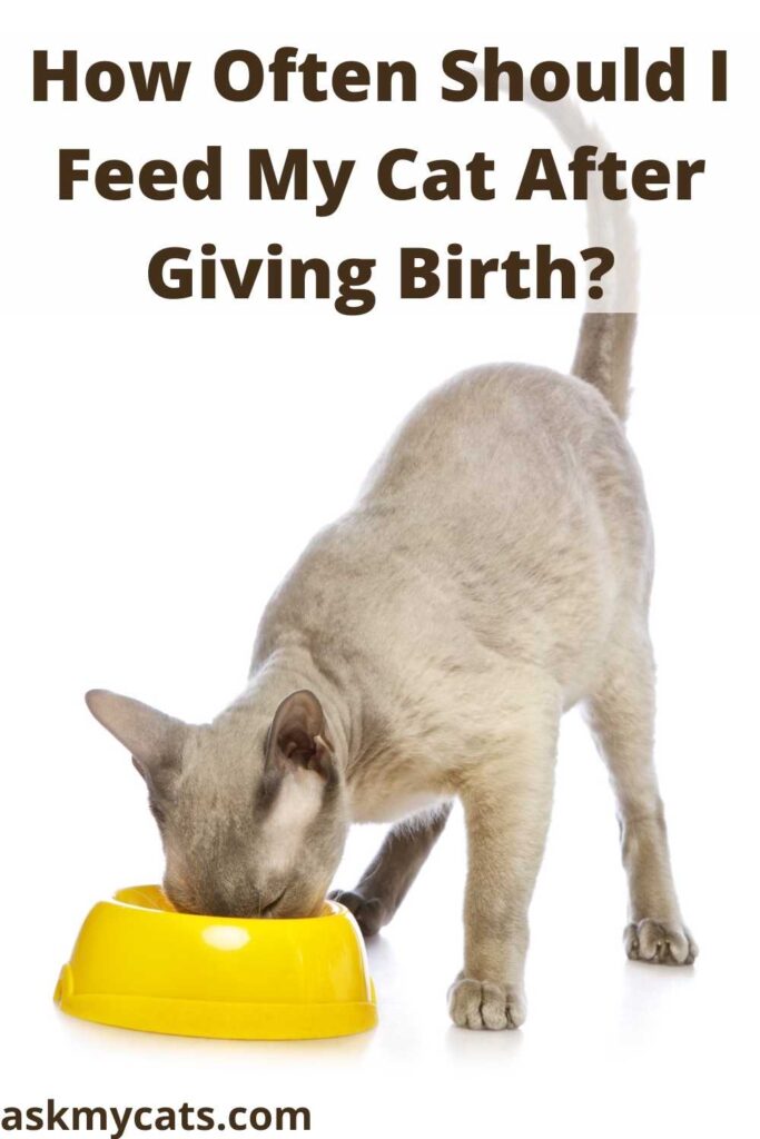 Mother cat not outlet eating after giving birth