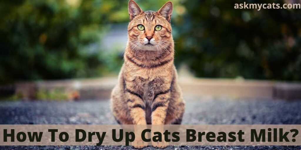 How To Dry Up Cats Breast Milk?