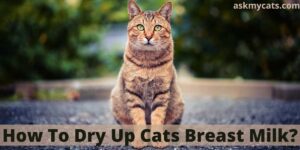 How To Dry Up Cats Breast Milk?