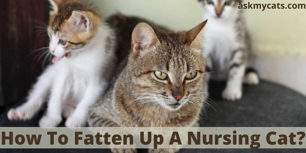 How To Fatten Up A Nursing Cat?