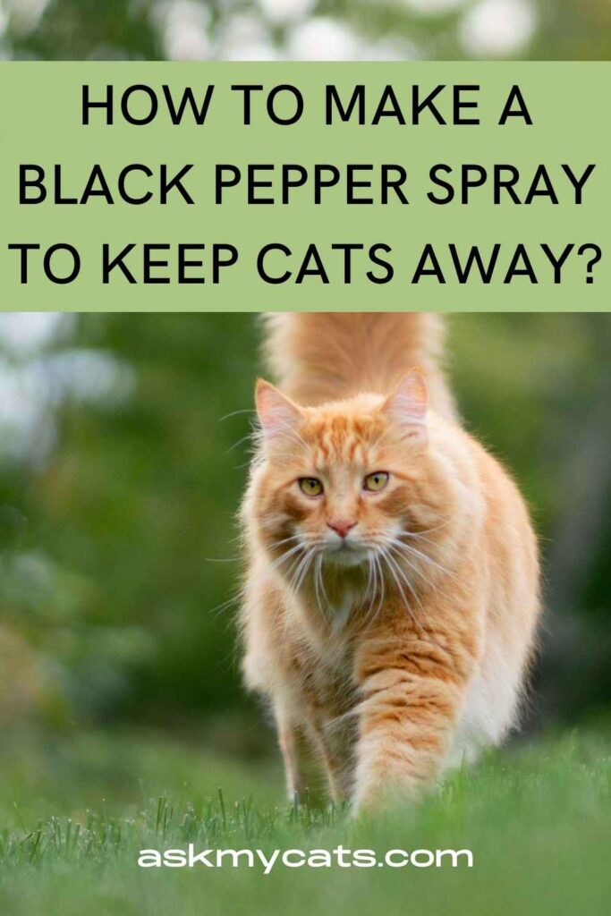 How To Make A Black Pepper Spray To Keep Cats Away