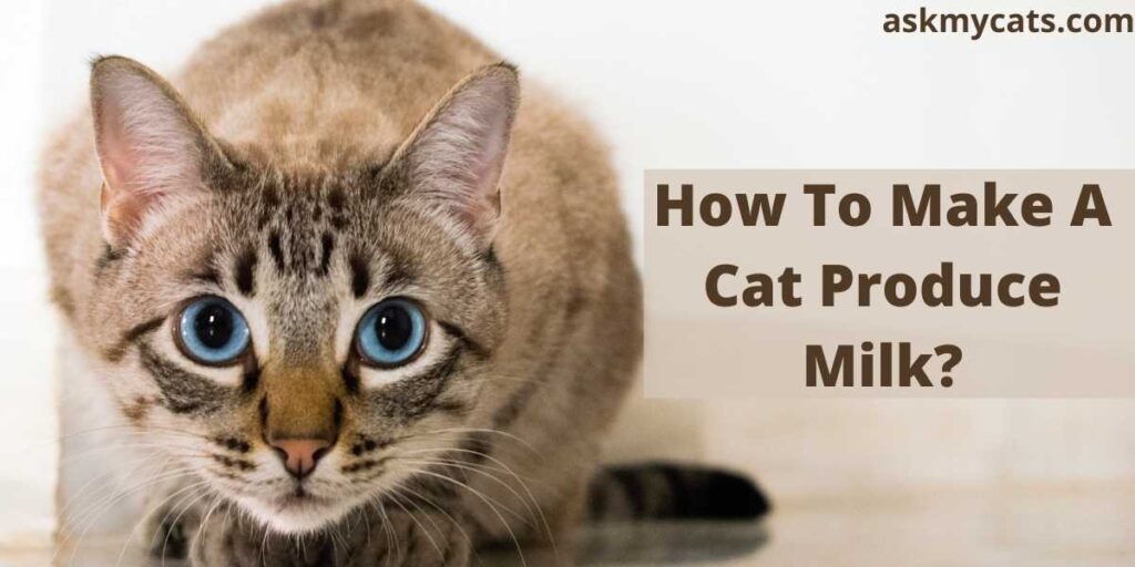 How To Make A Cat Produce Milk?