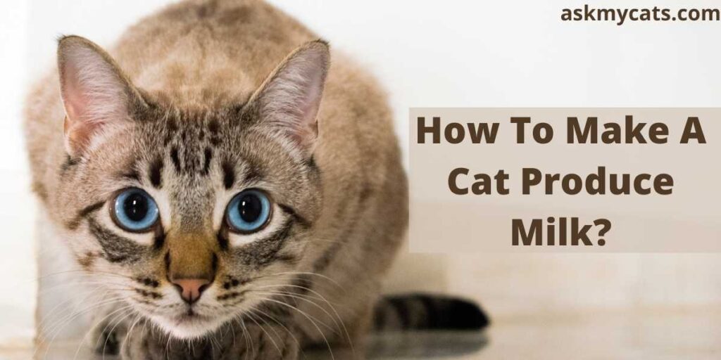 how-to-make-a-cat-produce-milk