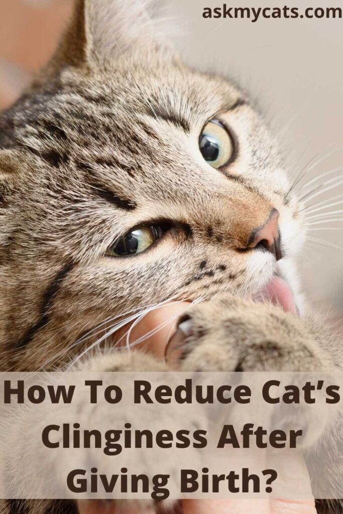 How To Reduce Cat’s Clinginess After Giving Birth?