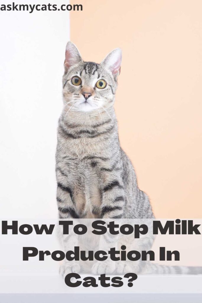 How To Stop Milk Production In Cats?
