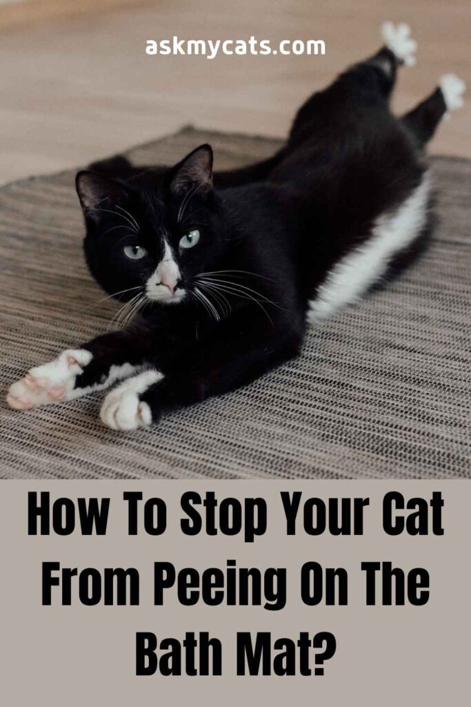 cat started peeing on bathroom rug