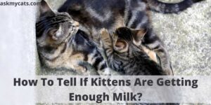 How To Tell If Kittens Are Getting Enough Milk?
