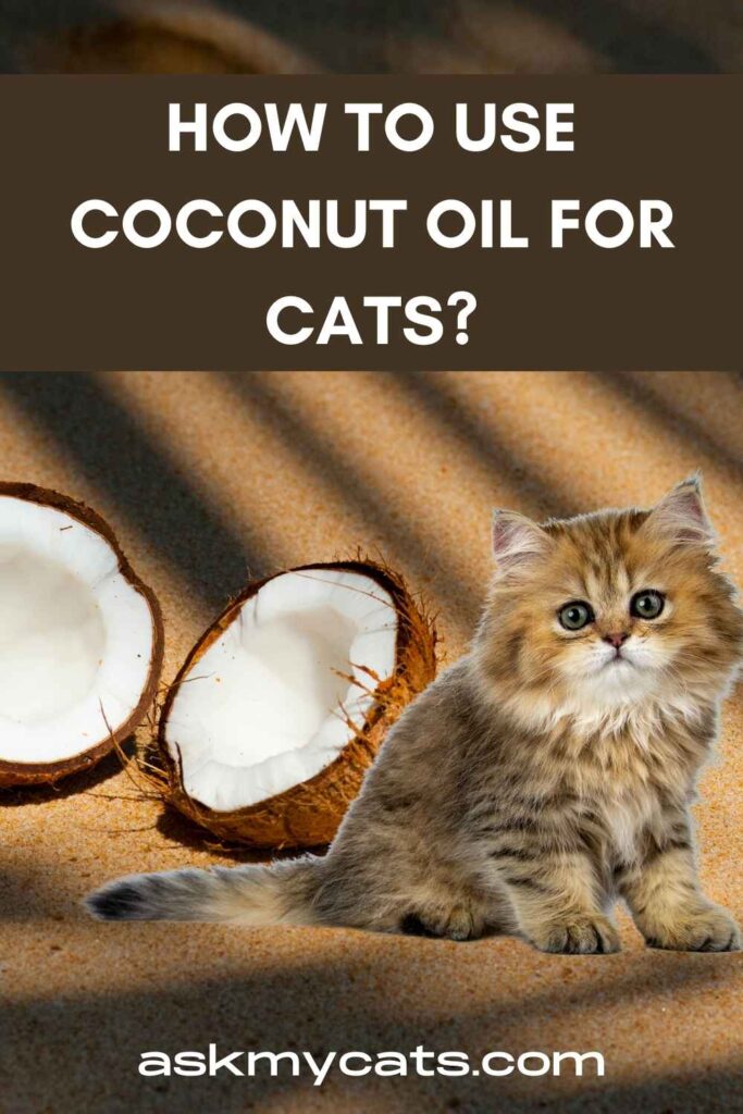 How To Use Coconut Oil For Cats