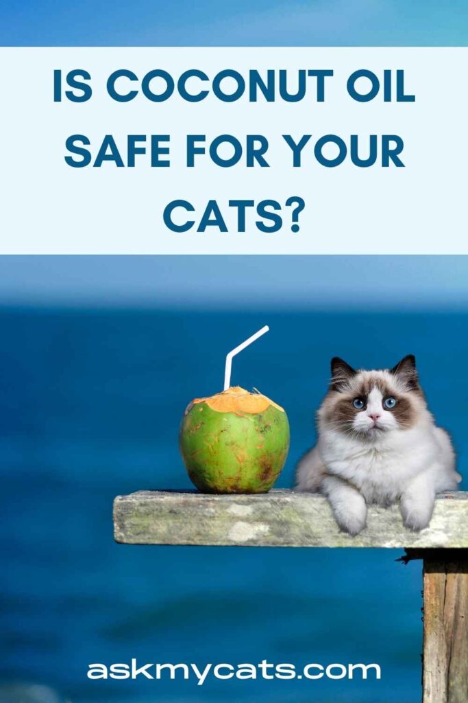 Is Coconut Oil Safe For Your Cats