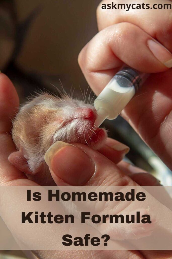 Is Homemade Kitten Formula Safe?