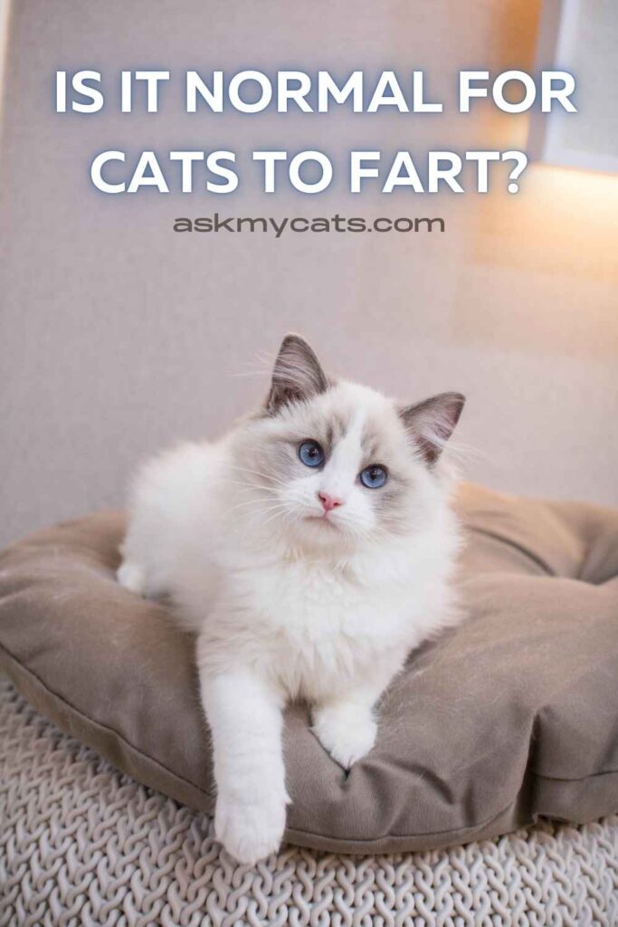 Is It Normal For Cats To Fart