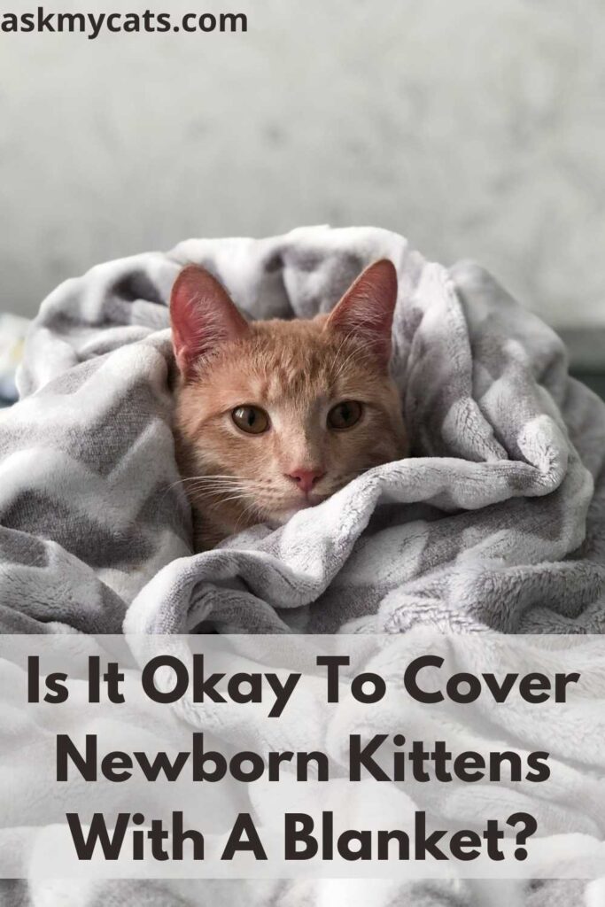 Is It Okay To Cover Newborn Kittens With A Blanket?