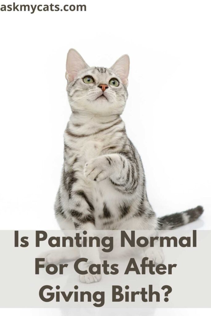 Is Panting Normal For Cats After Giving Birth?