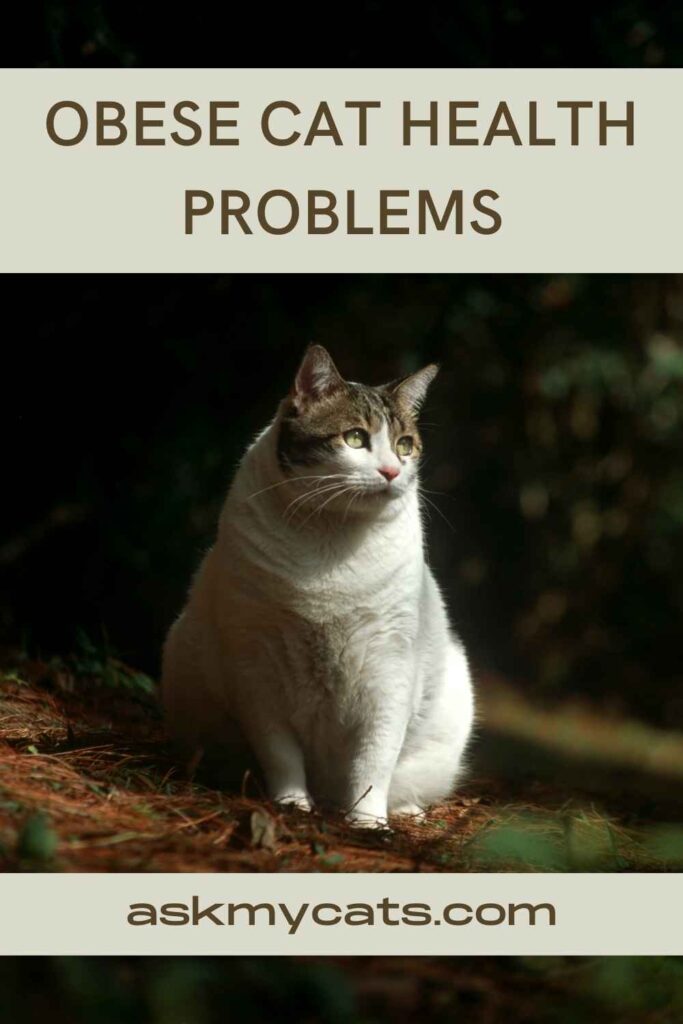 Obese Cat Health Problems