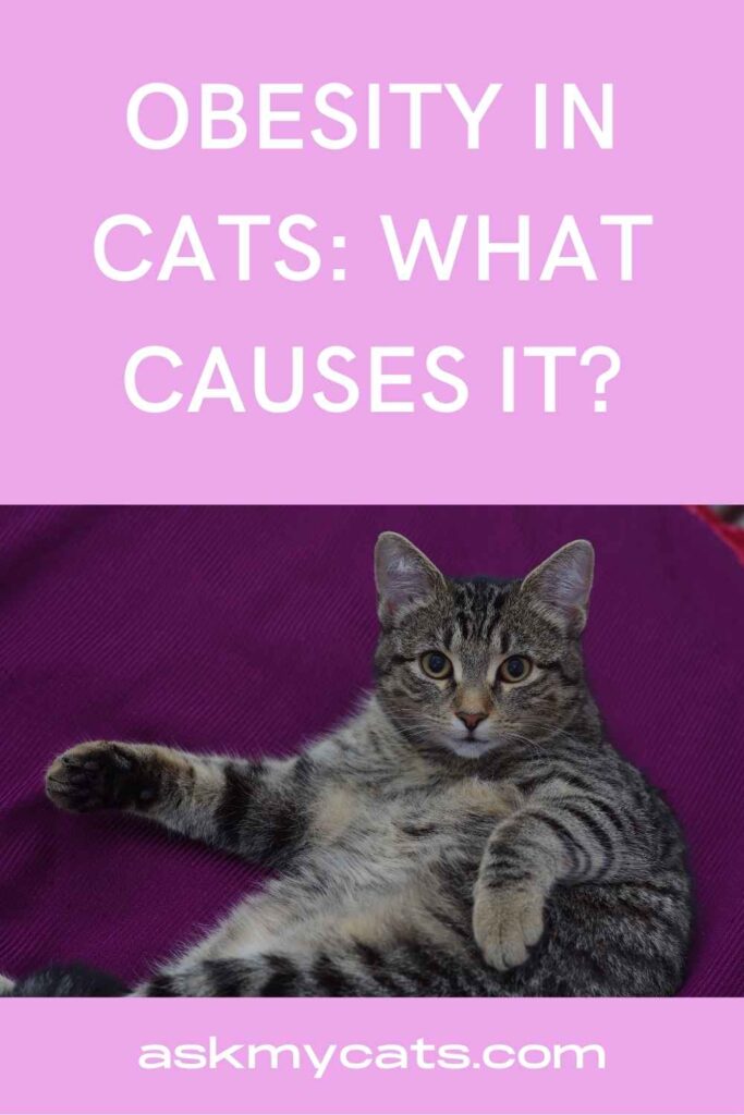 Obesity In Cats What Causes It