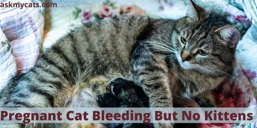 Pregnant Cat Bleeding But No Kittens