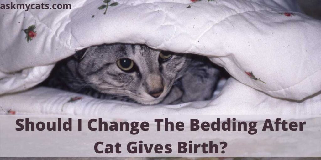 Should I Change The Bedding After Cat Gives Birth?