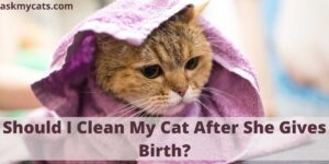 Should I Clean My Cat After She Gives Birth?