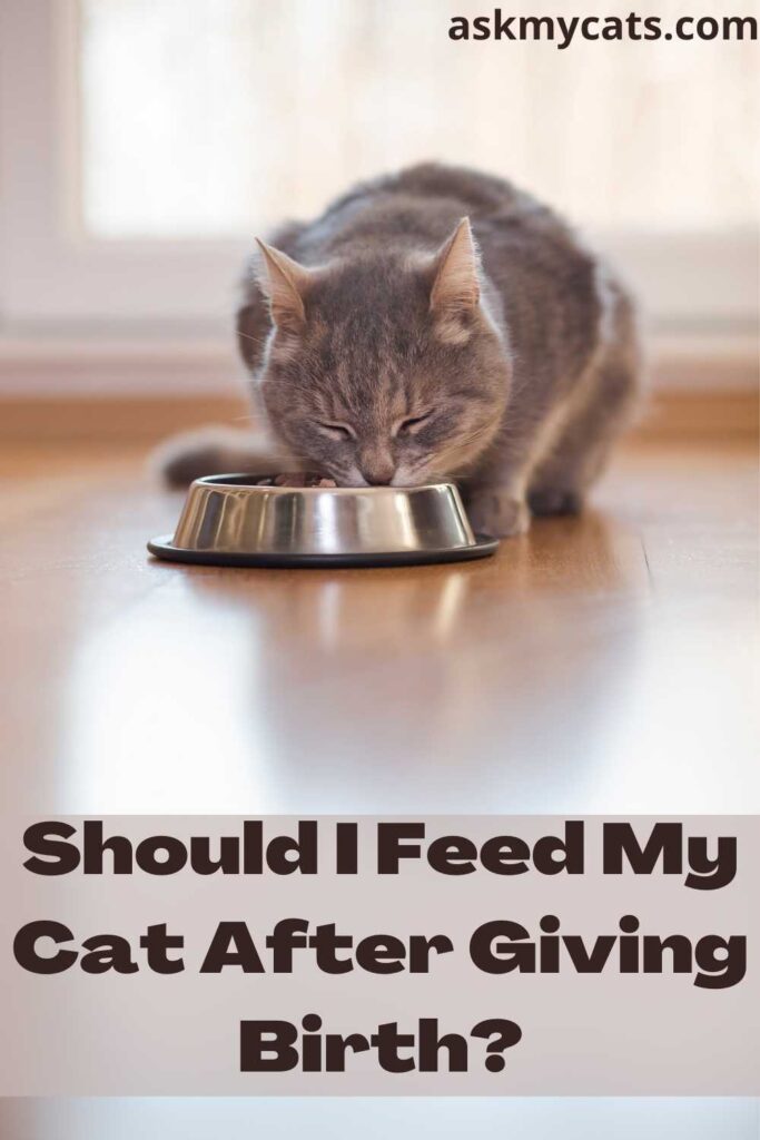 Should I Feed My Cat After Giving Birth?