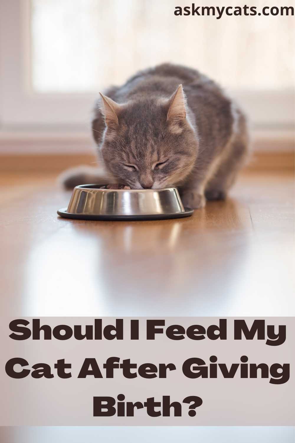 what-to-feed-mother-cat-after-giving-birth