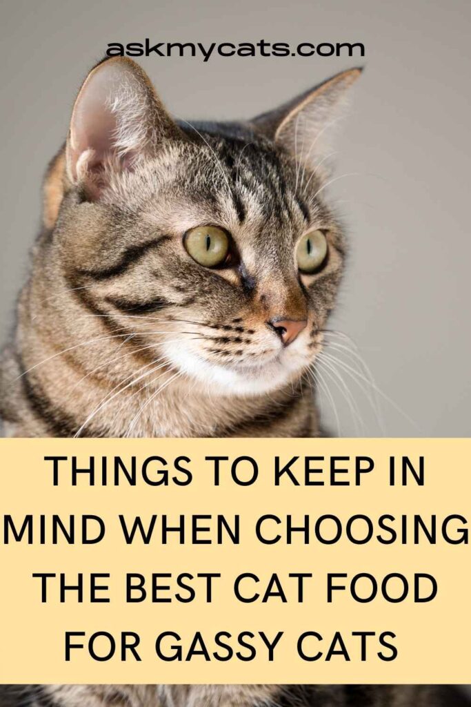 Things To Keep In Mind When Choosing The Best Cat Food For Gassy Cats 