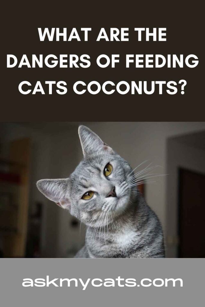 What Are The Dangers Of Feeding Cats Coconuts