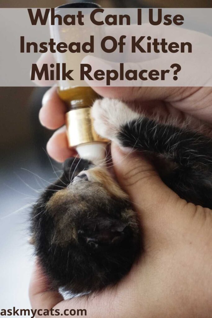 What Can I Use Instead Of Kitten Milk Replacer?