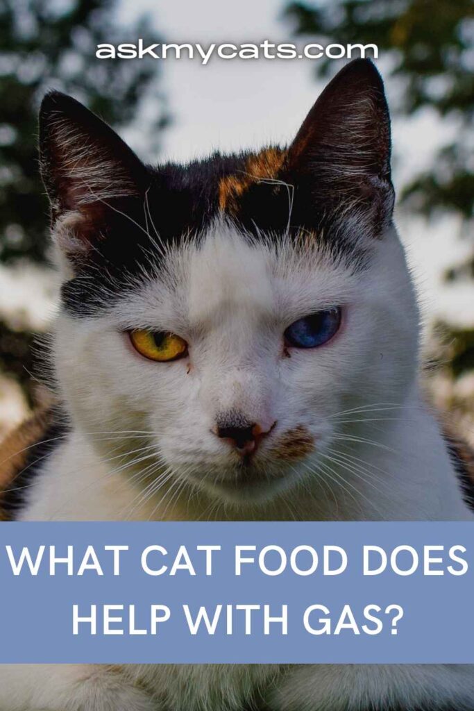 What Cat Food Does Help With Gas