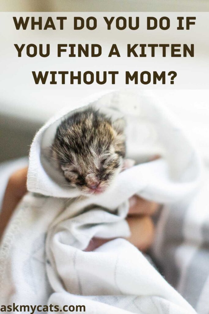 What Do You Do If You Find A Kitten Without Mom?