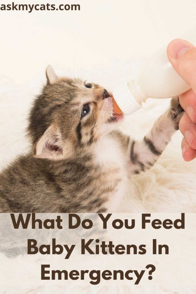 What Do You Feed Baby Kittens In Emergency?