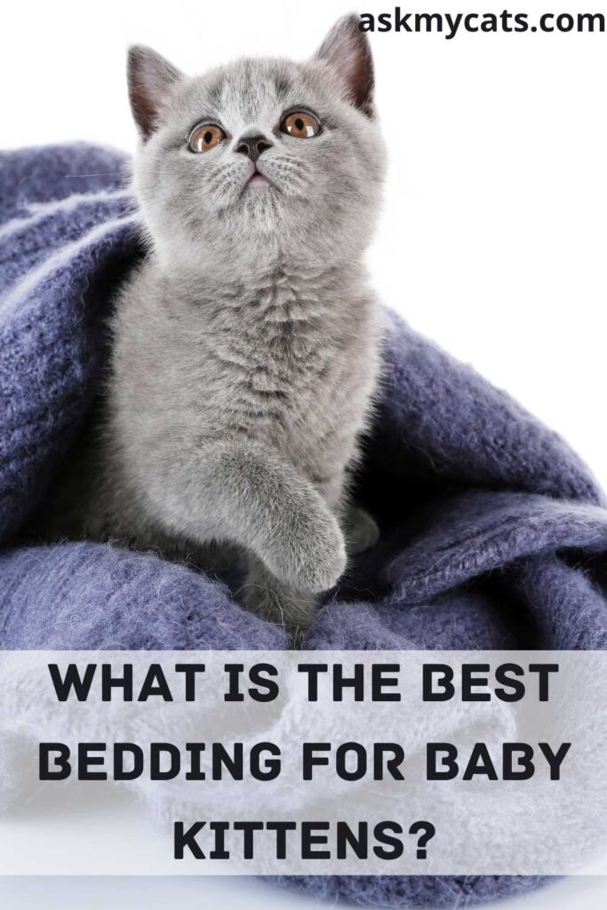 What Is The Best Bedding For Baby Kittens?