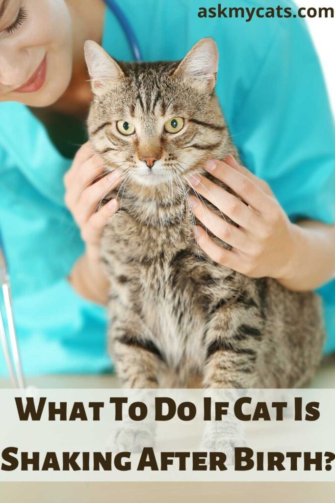 What To Do If Cat Is Shaking After Birth?
